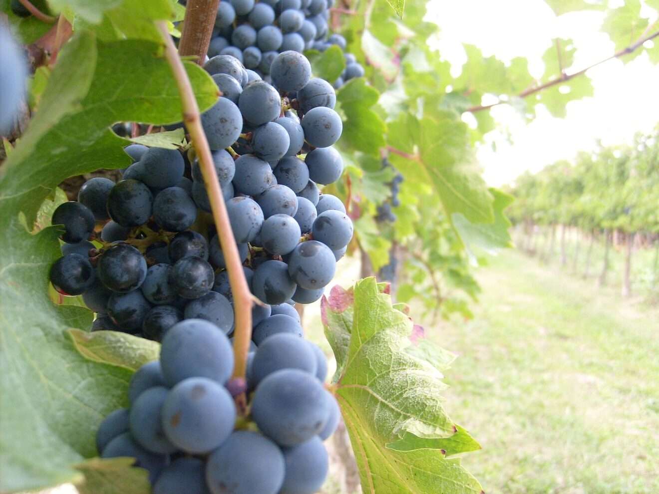 L’anticipo della vendemmia in Francia, L’anticipation des vendanges en France (c) CC BY-SA 3.0, Rics1299, Wikimedia Commons