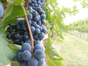 L’anticipo della vendemmia in Francia, L’anticipation des vendanges en France (c) CC BY-SA 3.0, Rics1299, Wikimedia Commons