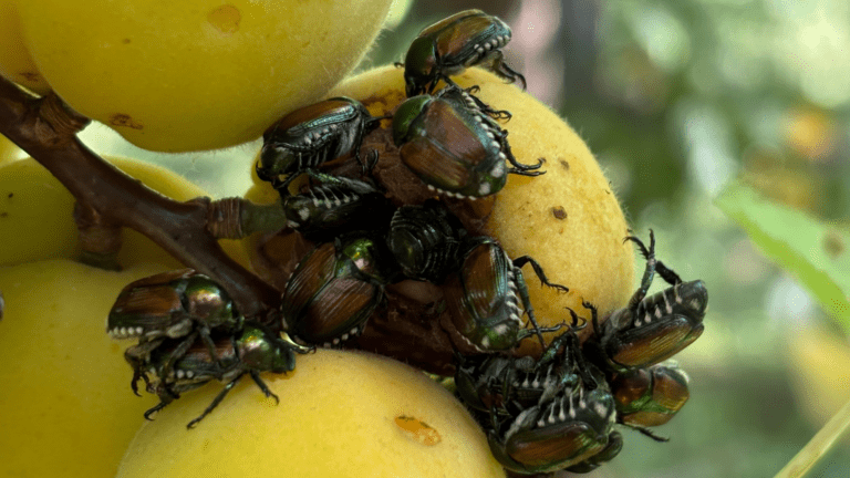 Popillia japonica (c) Diletta Peretto