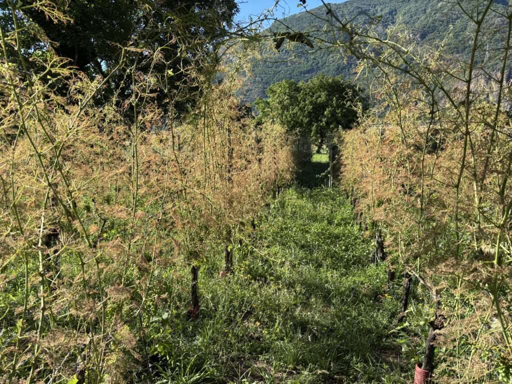 Vigneto valdostano colpito dalla Popillia japonica (c) Diletta Peretto