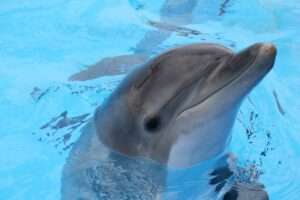 I delfini di Marineland, Les dauphins de Marineland (c) CC BY-SA 2.0, Andreas Ahrens, Wikimedia Commons