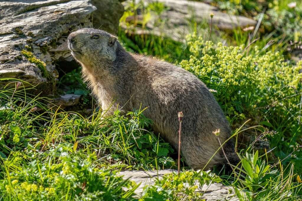 Con il caldo le marmotte alpine non giocano più Una marmotta alpina, Une marmotte alpine (c) CC BY-SA 4.0, Giles Laurent, Wikimedia Commons