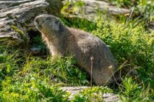 Una marmotta alpina, Une marmotte alpine (c) CC BY-SA 4.0, Giles Laurent, Wikimedia Commons