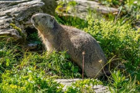 Avec la chaleur, les marmottes alpines ne jouent plus Una marmotta alpina, Une marmotte alpine (c) CC BY-SA 4.0, Giles Laurent, Wikimedia Commons