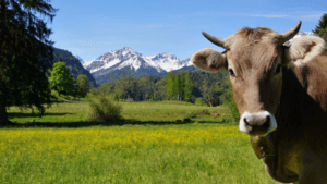 Una mandria di bovini nelle Alpi, Un troupeau de bovins dans les Alpes (c) CC BY-SA 4.0, CamDib, Wikimedia Commons