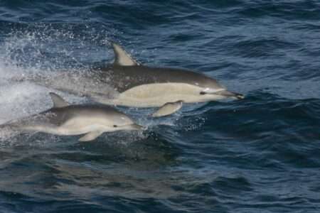 Pelagos, il santuario marino che unisce tre Paesi per proteggere i cetacei Due delfini del Sanruario Pelagos, Deux dauphins du Sanctuaire Pelagos (c) Public domain, Jessica Redfern, Wikimedia Commons