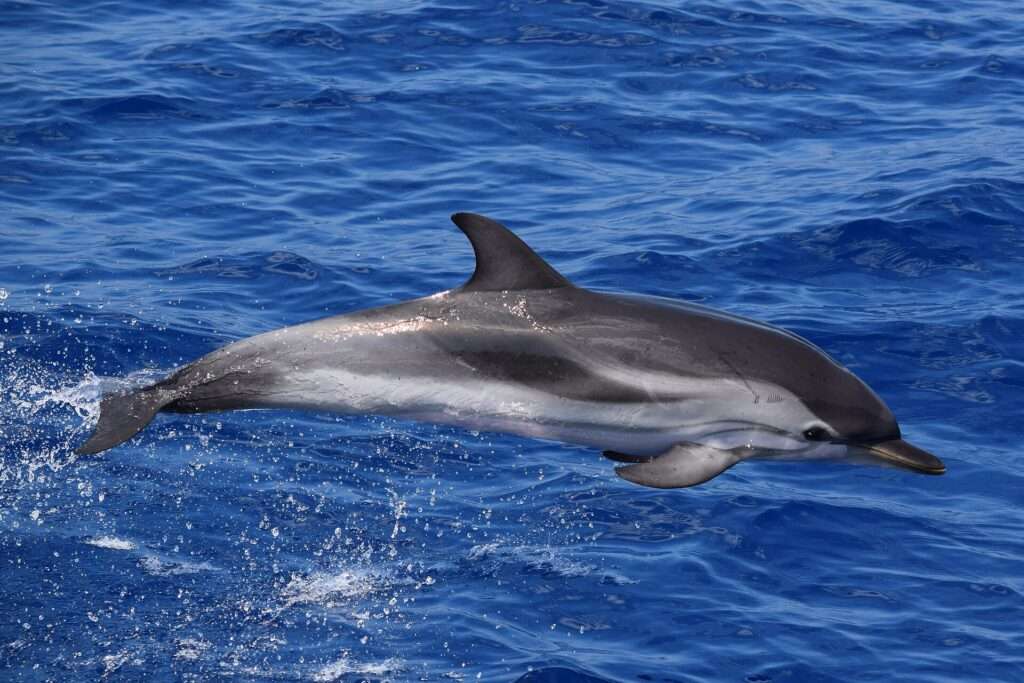 Una stenella striata (c) CC BY-SA 4.0, Wanax01, Wikimedia Commons