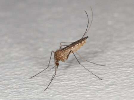 Le virus West Nile fait également son apparition dans les Alpes Una zanzara comune (Culex pipiens) (c) Donald Hobern, Wikimedia Commons CC-BY-SA 4.0