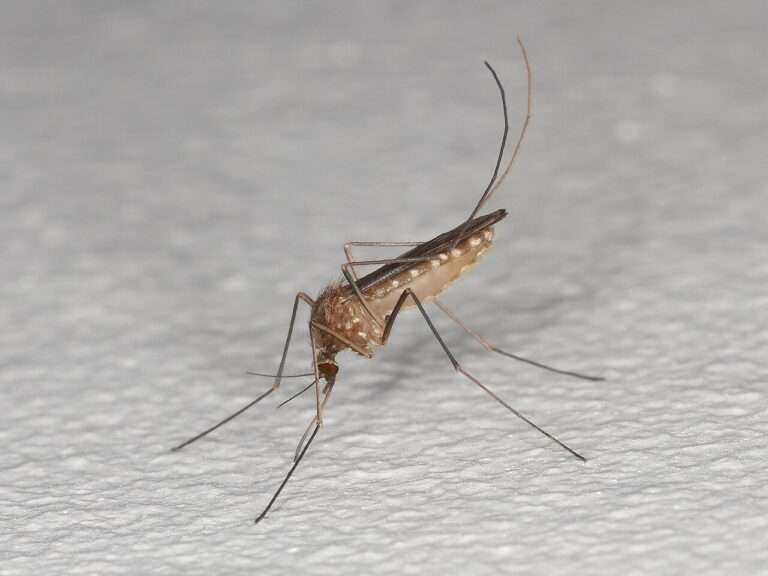Il West Nile virus arriva anche nelle Alpi Una zanzara comune (Culex pipiens) (c) Donald Hobern, Wikimedia Commons CC-BY-SA 4.0
