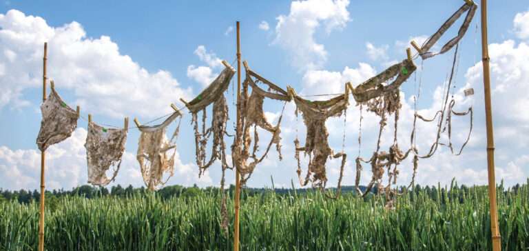 L’étrange expérience suisse qui a enterré 2 000 sous-vêtements pour étudier le sol Il “Test delle mutande” svizzero per studiare il suolo, Le « test des sous-vêtements » suisse pour étudier le sol (c) Gabriela Braendle, Agroscope