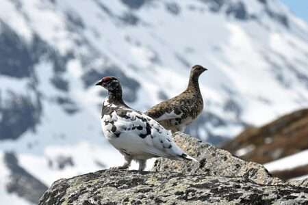 Pernice bianca, Lagopède Alpin, Lagopus Muta (c) CC BY SA 3 0 Jan Frode Haugseth Wikimedia Commons