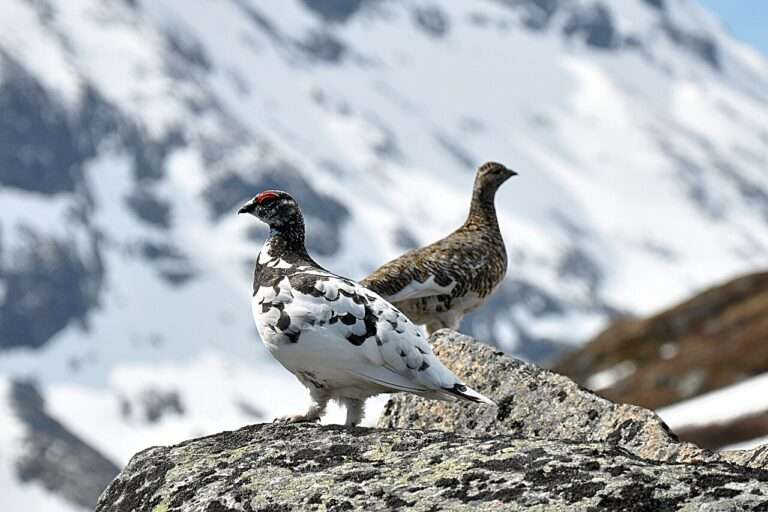 Pernice bianca, Lagopède Alpin, Lagopus Muta (c) CC BY SA 3 0 Jan Frode Haugseth Wikimedia Commons
