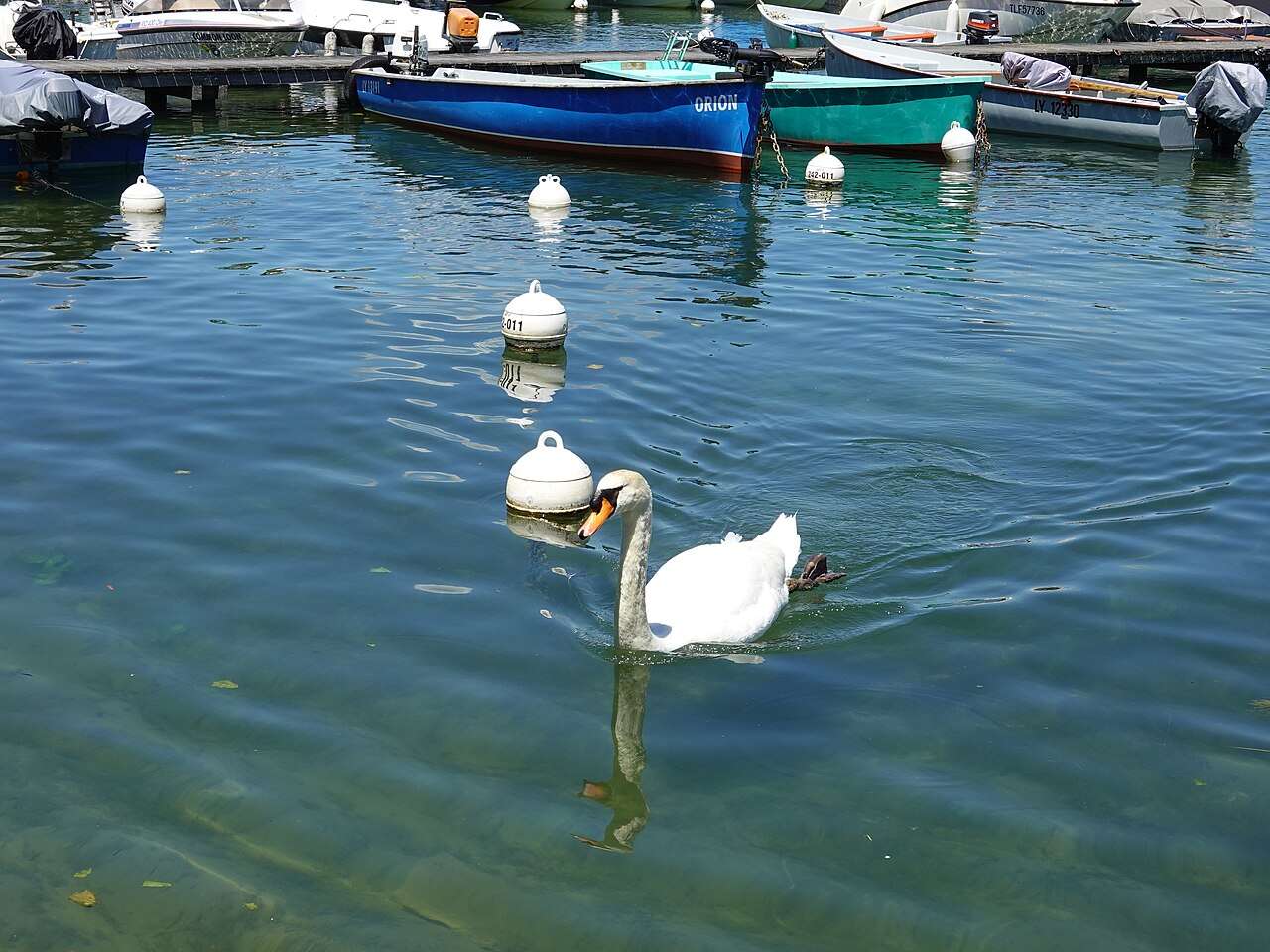 Un cygne au Port de Saint Jorioz au lac d'annecy (c) CC BY SA 2 0 Guilhem Vellut Wikimedia Commons