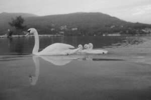 Un cygne et ses petits nageant sur un lac (c) Christian Harb (@c7arb), Unsplash