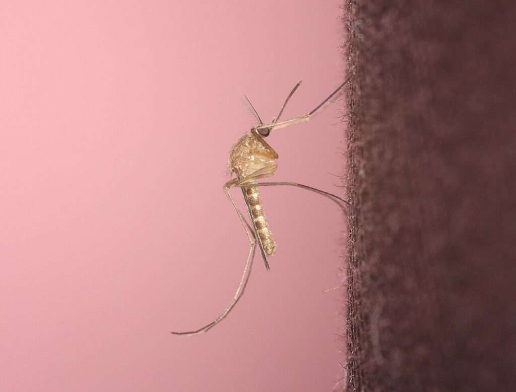 Moustique commun / zanzara comune (Culex pipiens) (c) David Barillet-Portal, Wikimedia Commons, CC-BY-SA 3.0