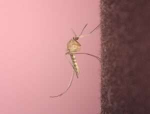 Moustique commun / zanzara comune (Culex pipiens) (c) David Barillet-Portal, Wikimedia Commons, CC-BY-SA 3.0
