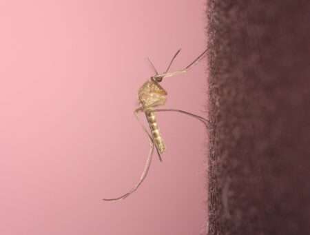 Moustique commun / zanzara comune (Culex pipiens) (c) David Barillet-Portal, Wikimedia Commons, CC-BY-SA 3.0