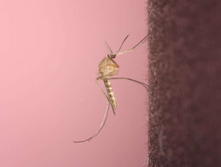 Il virus West Nile continua a battere record nelle Alpi Moustique commun / zanzara comune (Culex pipiens) (c) David Barillet-Portal, Wikimedia Commons, CC-BY-SA 3.0