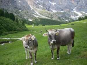 Erosione del suolo sulle Alpi, Érosion du sol dans les Alpes (c) Public domain, Gio 2000, Wikimedia Commons