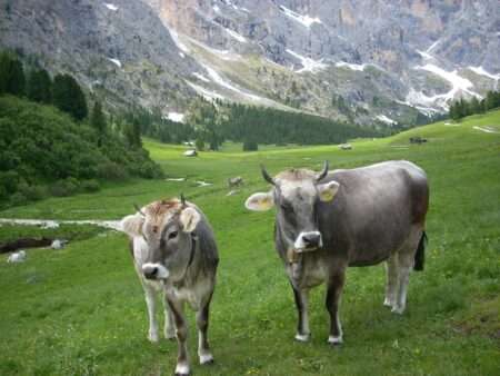 Erosione del suolo sulle Alpi, Érosion du sol dans les Alpes (c) Public domain, Gio 2000, Wikimedia Commons