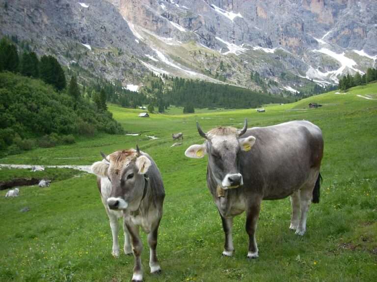 Érosion des sols dans les Alpes : l’empreinte humaine remonte à 3 800 ans Erosione del suolo sulle Alpi, Érosion du sol dans les Alpes (c) Public domain, Gio 2000, Wikimedia Commons