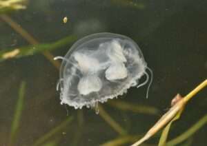 La medusa di acqua dolce o Craspedacusta sowerbii, La méduse d’eau douce ou Craspedacusta sowerbii (c) CC BY-SA 3.0, Alexander Mrkvicka, Wikimedia Commons