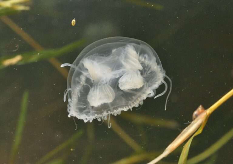 La medusa di acqua dolce o Craspedacusta sowerbii, La méduse d’eau douce ou Craspedacusta sowerbii (c) CC BY-SA 3.0, Alexander Mrkvicka, Wikimedia Commons