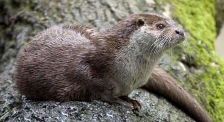 WWF: in Svizzera un terzo delle specie è minacciato La lontra europea, una delle specie minacciate in Svizzera ma reinserita nell’ambiente grazie a interventi di rigenerazione, La loutre européenne, une espèce menacée en Suisse mais réintroduite dans la nature grâce à des mesures de restauration (c) CC BY-SA 3.0, Bernard Landgraf, Wikimedia Commons