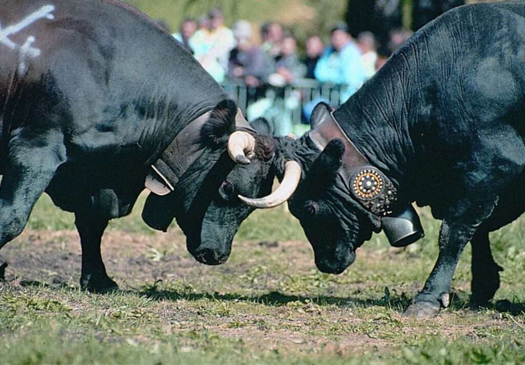 La Bataille des reines en Vallée d'Aoste (c) Région autonome Vallée d'Aoste
